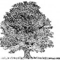 arbre-laicité