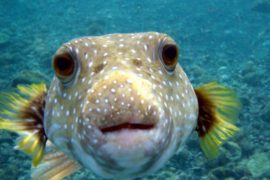 1ER AVRIL 2019 : RIRE C’EST AUSSI MAÇONNIQUE !