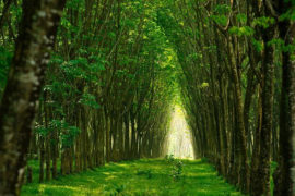 CONTE  – CHASSEZ LE NATUREL