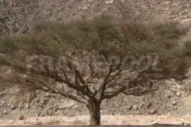 L’ACACIA MECONNU …, SI, SI !