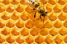 LA RUCHE… LE TRAVAIL… EN LOGE… NE S’ARRÊTE JAMAIS