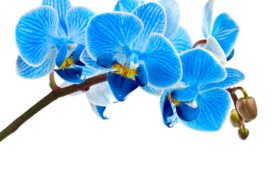 LES ORCHIDES, SYMBOLE DE PASSIONS ABSOLUE