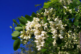 LA FLEUR D’ACCACIA