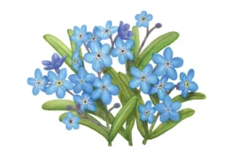 LA LEGENDE DU MYOSOTIS…