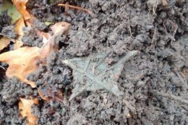 DECOUVERTE DE RELIQUE MACONNIQUE EN PLEINE FORÊT RUSSE