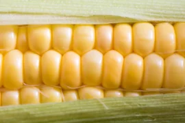 LES MEILLEURES GRAINES