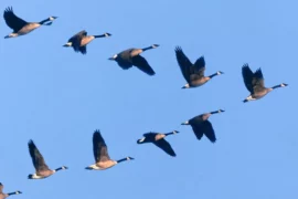 APPRENDRE DES OIES – ALLEGORIE