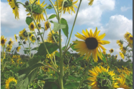 FIL INFOS LOGE N° 16 – MAGAZINE MAÇONNIQUE NUMÉRIQUE FRANCO-ANGLO-HISPANIQUE