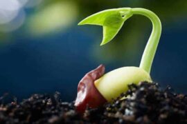 LA SEMENCE DE CHAQUE FRERE